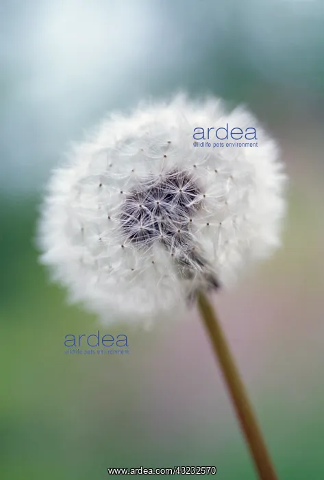 : Dandelion clock : Dandelion clock