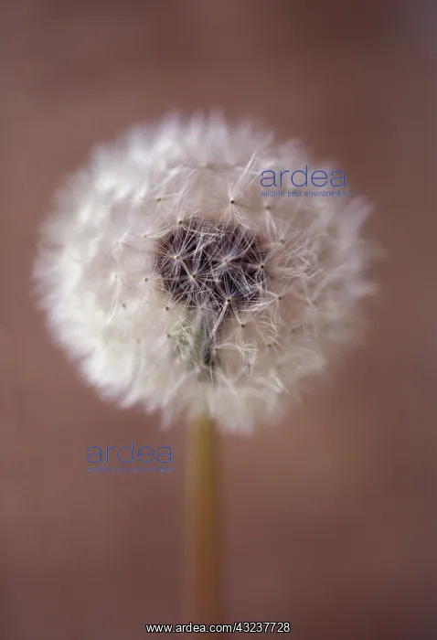 : Dandelion clock : Dandelion clock