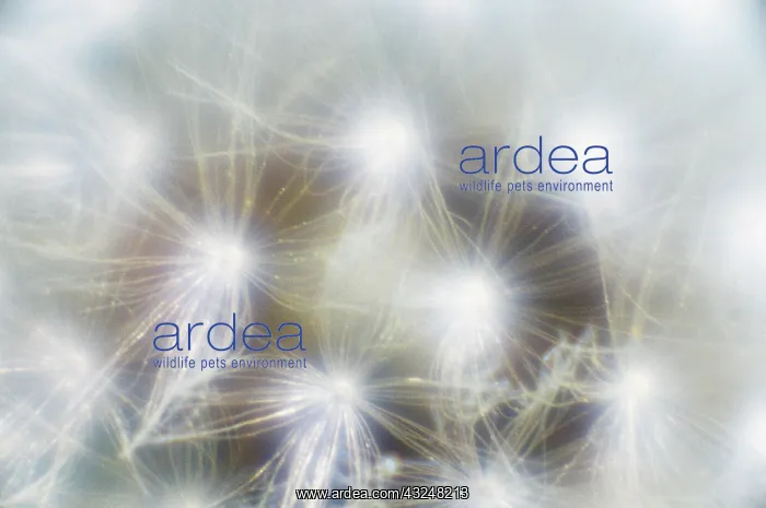: Dandelion clock : Dandelion clock