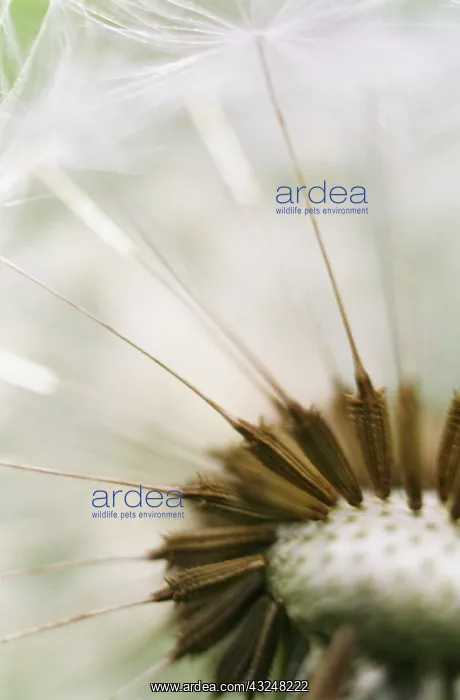 : Dandelion clock : Dandelion clock