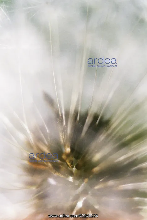 : Dandelion clock : Dandelion clock