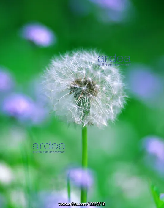 : Dandelion - clock / seed head : Dandelion - clock / seed head