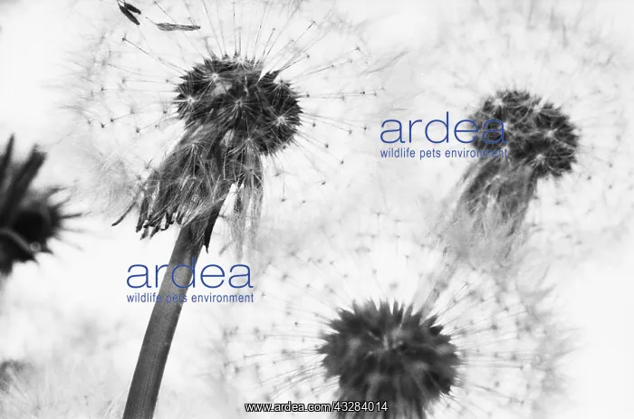 : Dandelion clock, Taraxacum officinale, Black & : Dandelion clock, Taraxacum officinale, Black &