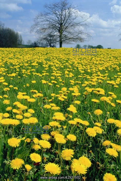 : DANDELION - FIELD IN DORSET : DANDELION - FIELD IN DORSET