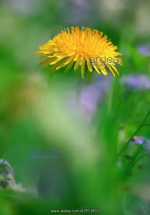 : Dandelion flower : Dandelion flower