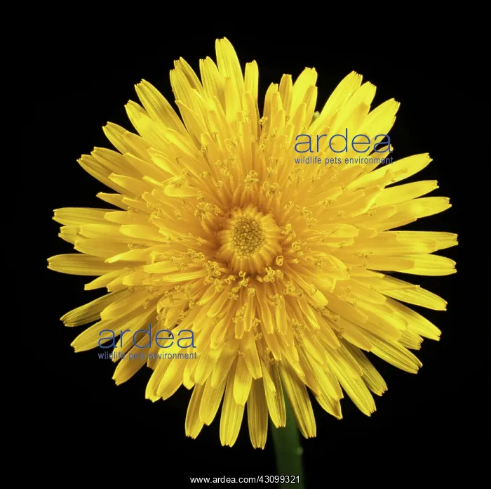 : Dandelion flower : Dandelion flower