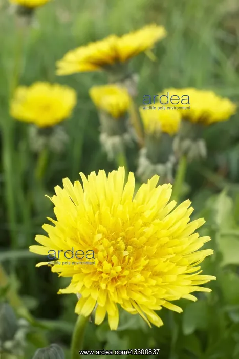 : Dandelion Flowers - Norfolk UK : Dandelion Flowers - Norfolk UK