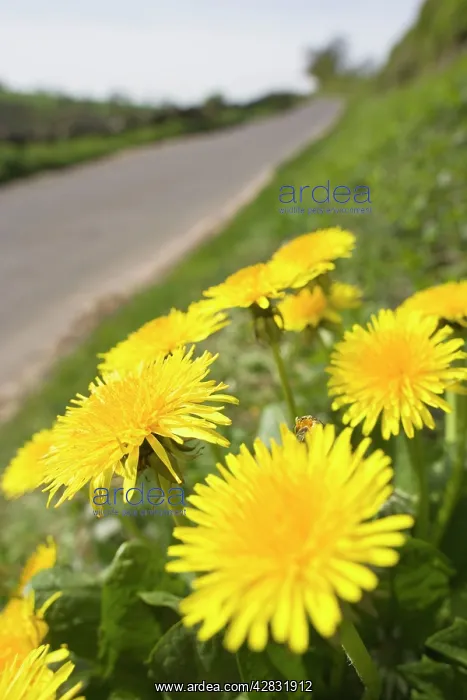 : Dandelion - Flowers on roaside verge : Dandelion - Flowers on roaside verge