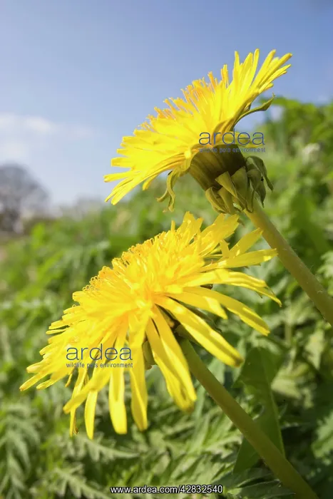 : Dandelion - Flowers on roaside verge : Dandelion - Flowers on roaside verge