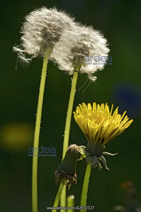 : Dandelion flowers and seed-heads ('clocks') : Dandelion flowers and seed-heads ('clocks')