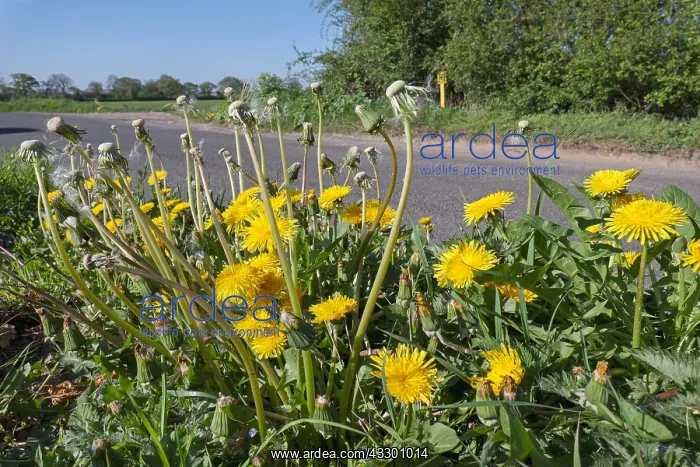 : Dandelion flowers and seedheads on roadside verge : Dandelion flowers and seedheads on roadside verge