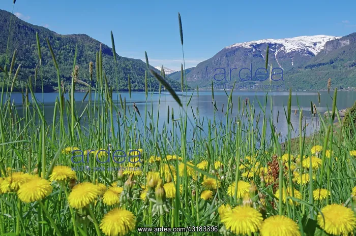 : Dandelion meadow on the shore, fjord landscape : Dandelion meadow on the shore, fjord landscape