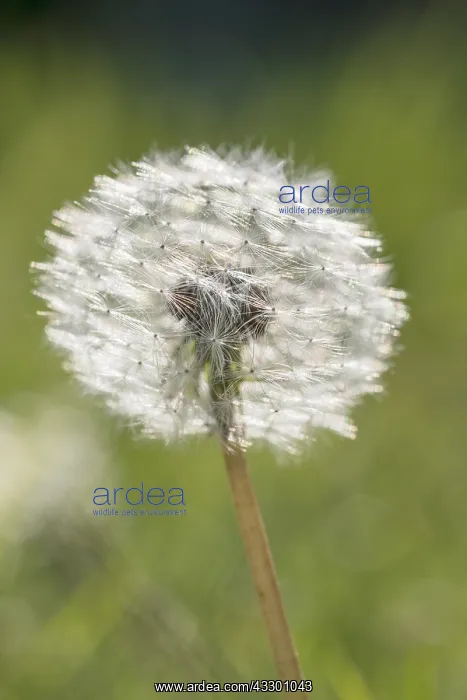  : Dandelion pappus