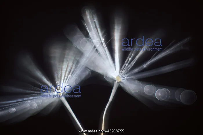  : Dandelion Seed