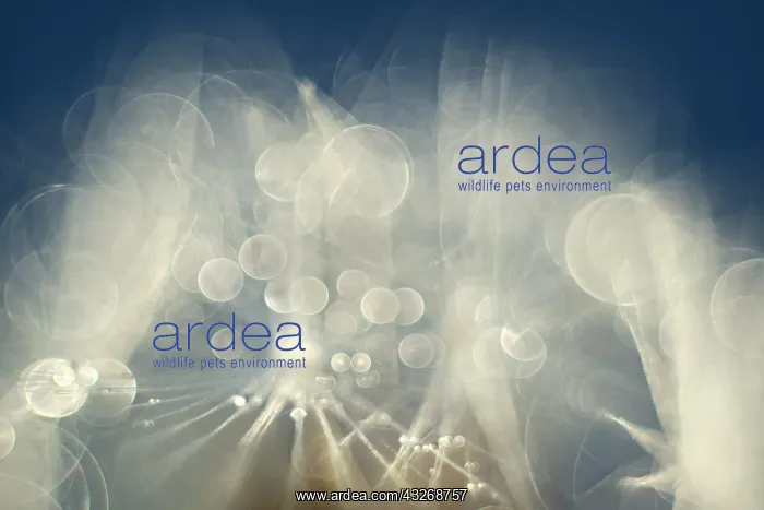  : Dandelion Seed
