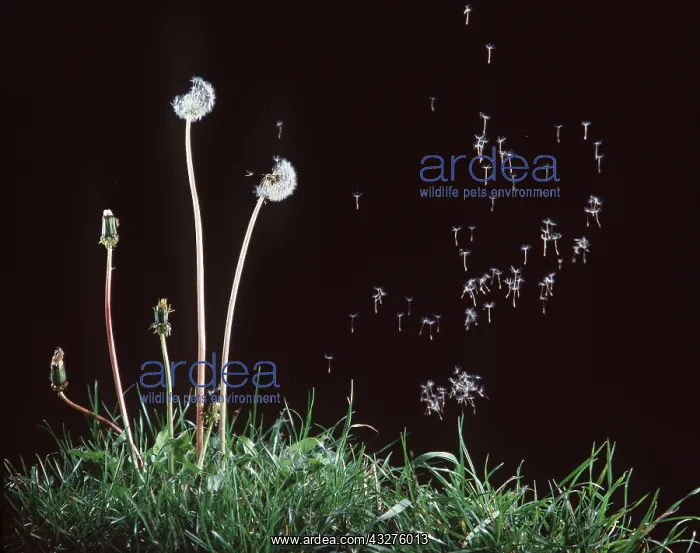 : DANDELION - seed dispersion : DANDELION - seed dispersion