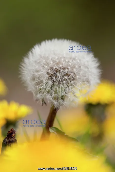 : Dandelion Seed Head : Dandelion Seed Head
