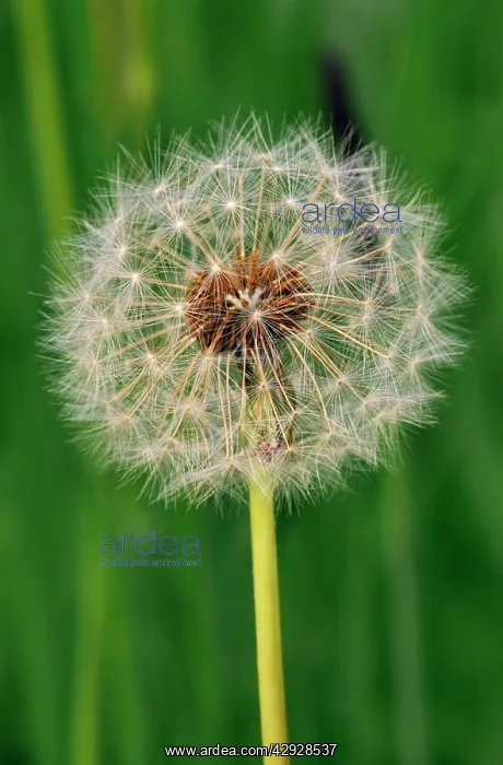 : DANDELION Seed Head : DANDELION Seed Head