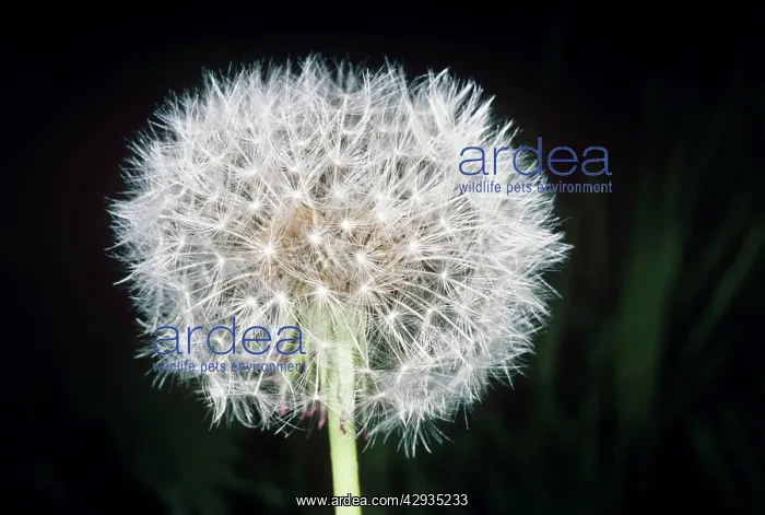 : Dandelion - seed head : Dandelion - seed head