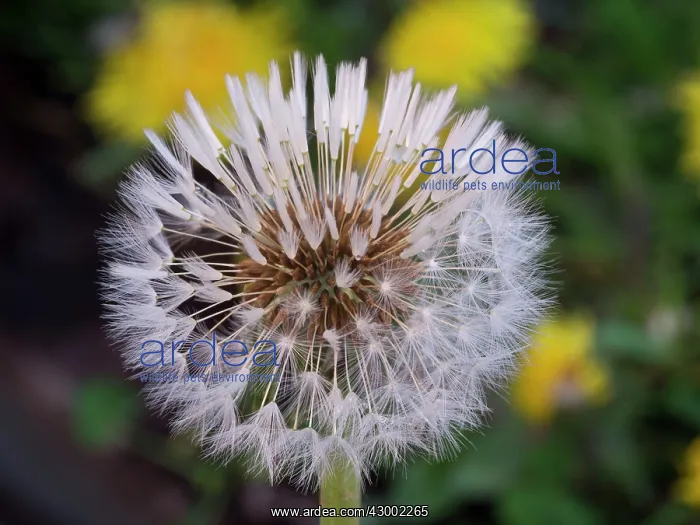 : Dandelion seed head : Dandelion seed head