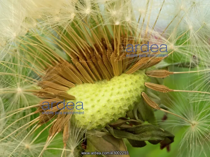 : Dandelion seed head : Dandelion seed head