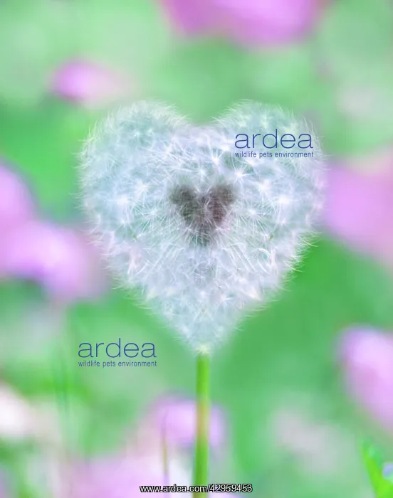 : Dandelion seed head - UK garden : Dandelion seed head - UK garden