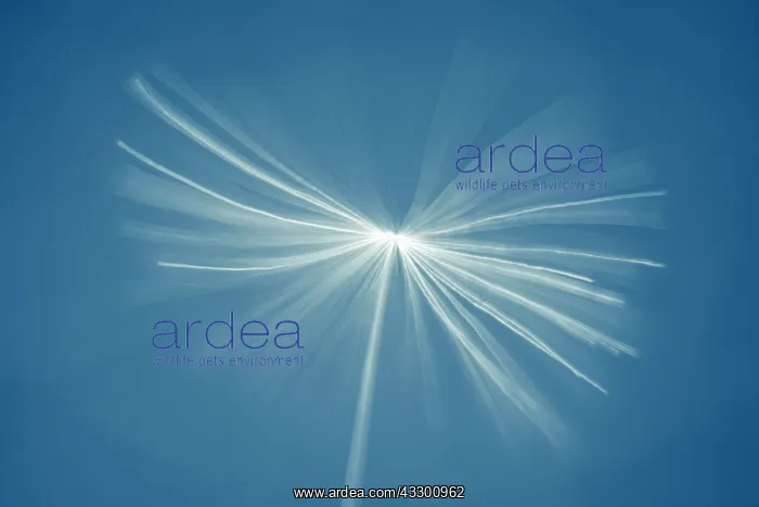 : Dandelion seed - Norfolk UK : Dandelion seed - Norfolk UK