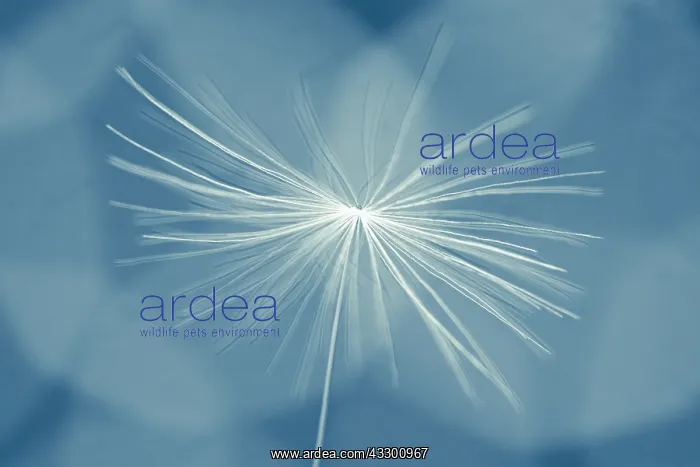 : Dandelion seed - Norfolk UK : Dandelion seed - Norfolk UK