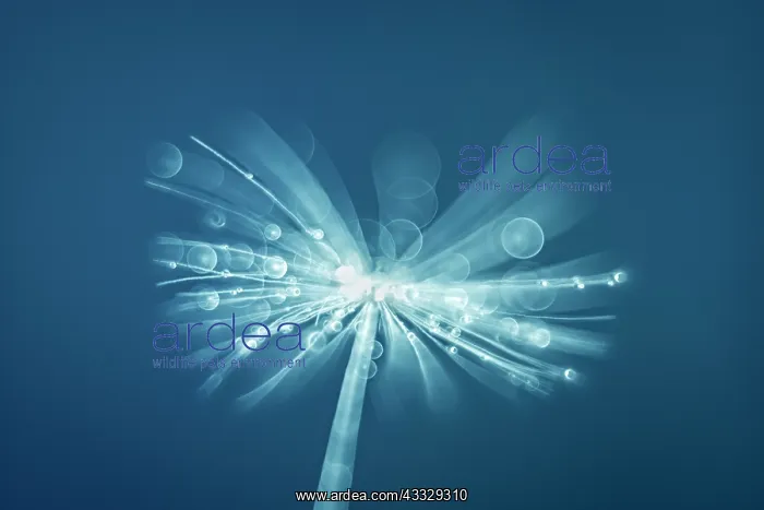 : Dandelion seed - Norfolk UK : Dandelion seed - Norfolk UK