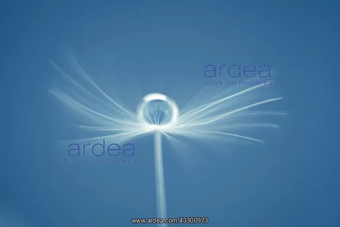 : Dandelion seed with water drop - Norfolk UK : Dandelion seed with water drop - Norfolk UK