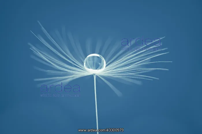 : Dandelion seed with water drop - Norfolk UK : Dandelion seed with water drop - Norfolk UK