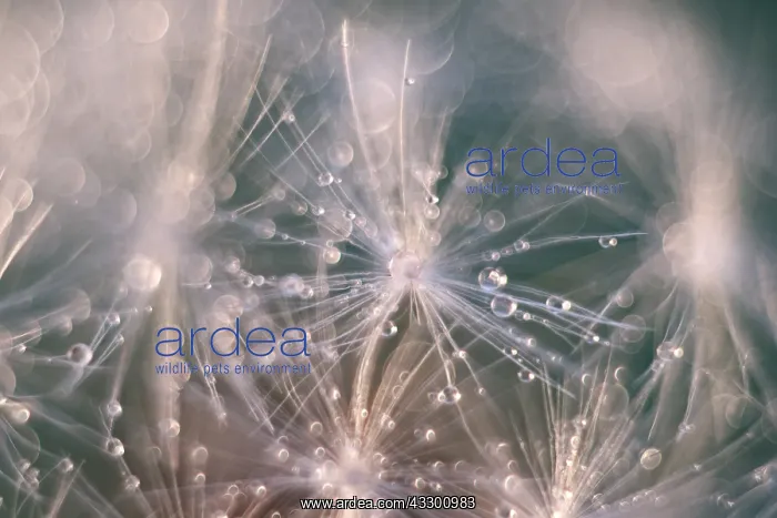 : Dandelion seed with water drops - Norfolk UK : Dandelion seed with water drops - Norfolk UK