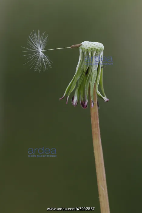 : Dandelion seedhead - last seed to disperse from : Dandelion seedhead - last seed to disperse from