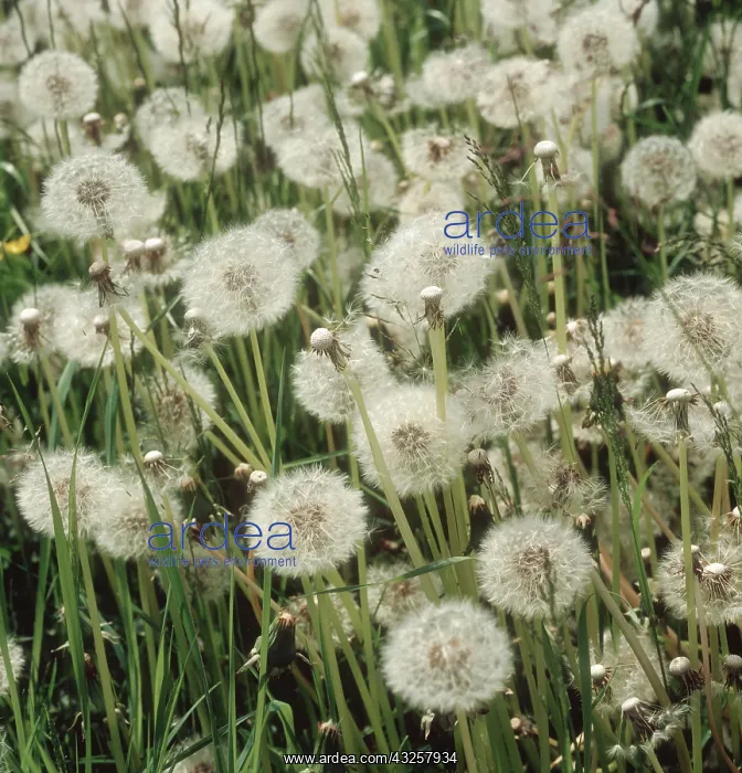 : Dandelion seedheads : Dandelion seedheads