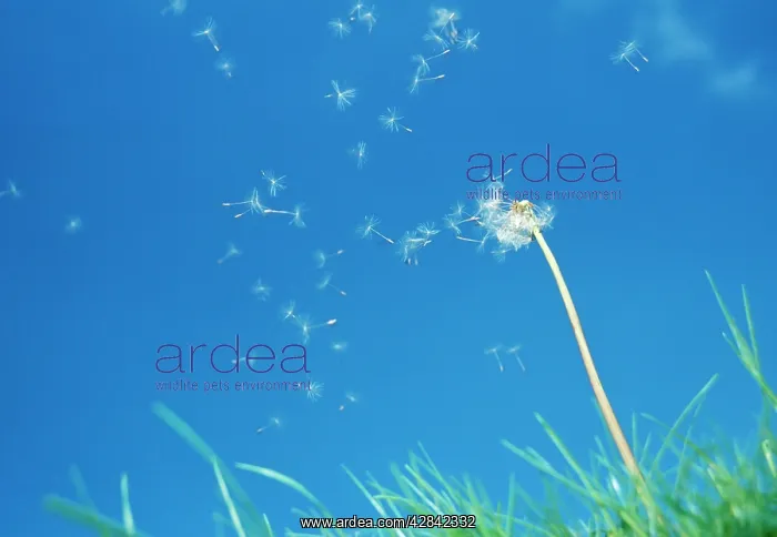 : DANDELION - Seeds being blown off dandelion clock : DANDELION - Seeds being blown off dandelion clock