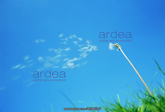 : DANDELION - Seeds being blown off dandelion clock : DANDELION - Seeds being blown off dandelion clock