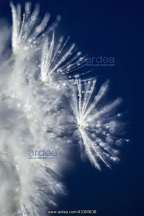 : Dandelion seeds with water drops - Norfolk UK : Dandelion seeds with water drops - Norfolk UK