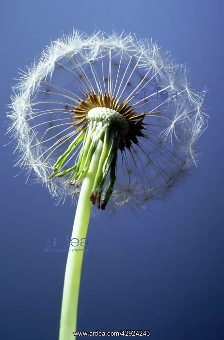 : DANDELION - SINGLE CLOCK : DANDELION - SINGLE CLOCK