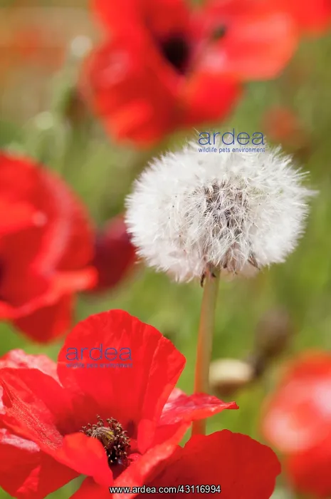 : Dandelion, Taraxacum officinale, seedhead growing amongst th : Dandelion, Taraxacum officinale, seedhead growing amongst th