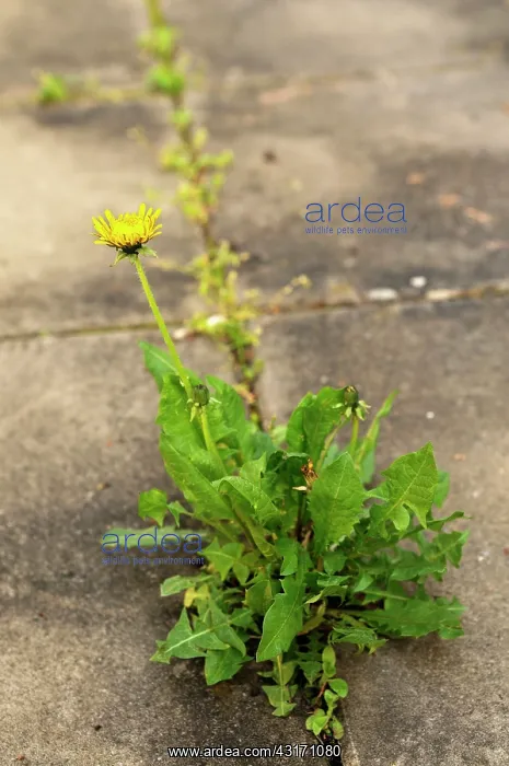 : Dandelion, Taraxacum officinale, single plant growing in the : Dandelion, Taraxacum officinale, single plant growing in the