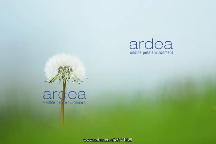 : Dandelion, Taraxacum officinale, A single white dandelion clo : Dandelion, Taraxacum officinale, A single white dandelion clo