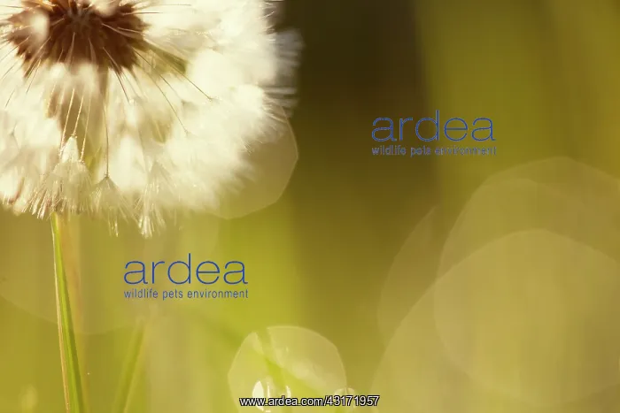 : Dandelion, Taraxacum officinale. A single dandelion clock, ba : Dandelion, Taraxacum officinale. A single dandelion clock, ba