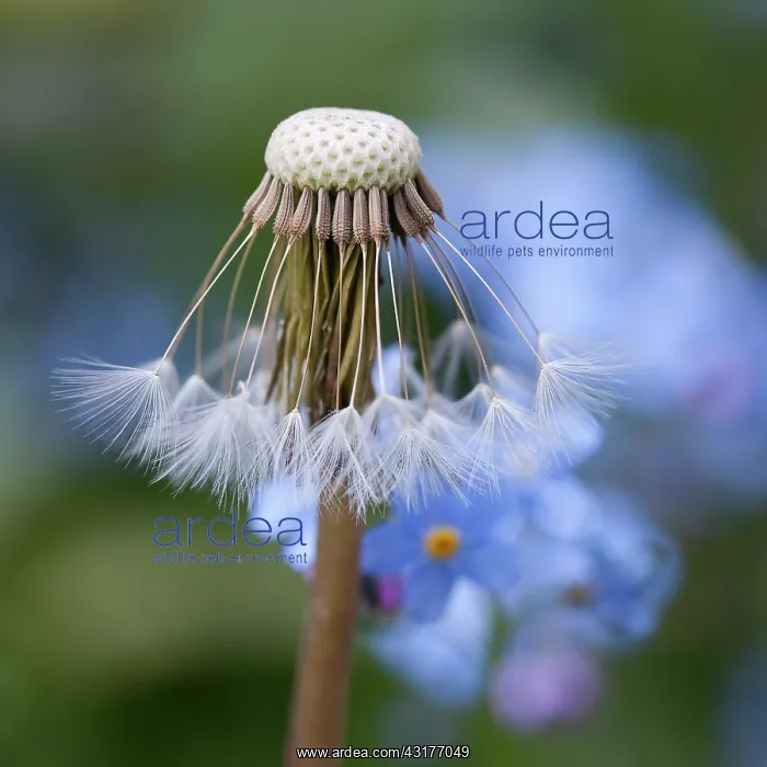 : Dandelion, Taraxacum officinale, Close view of seedhead : Dandelion, Taraxacum officinale, Close view of seedhead
