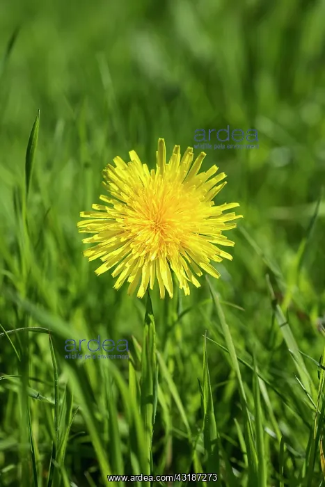 : Dandelion, Taraxacum officinale, Single Yellow flower : Dandelion, Taraxacum officinale, Single Yellow flower