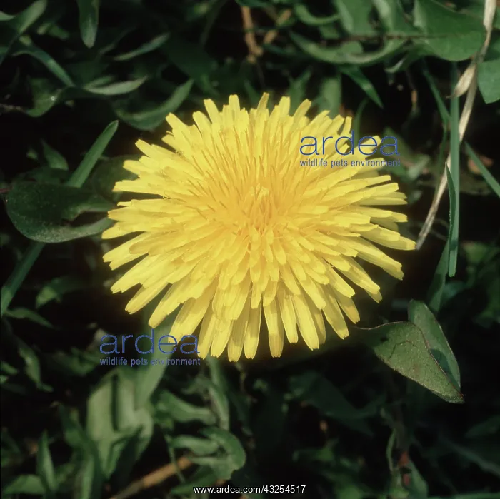 : Dandelion (Taraxacum officinale) flower : Dandelion (Taraxacum officinale) flower