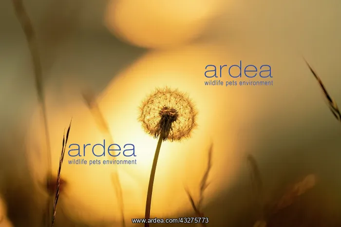 : Dandelion (Taraxacum sect. Ruderalia), silhouette : Dandelion (Taraxacum sect. Ruderalia), silhouette