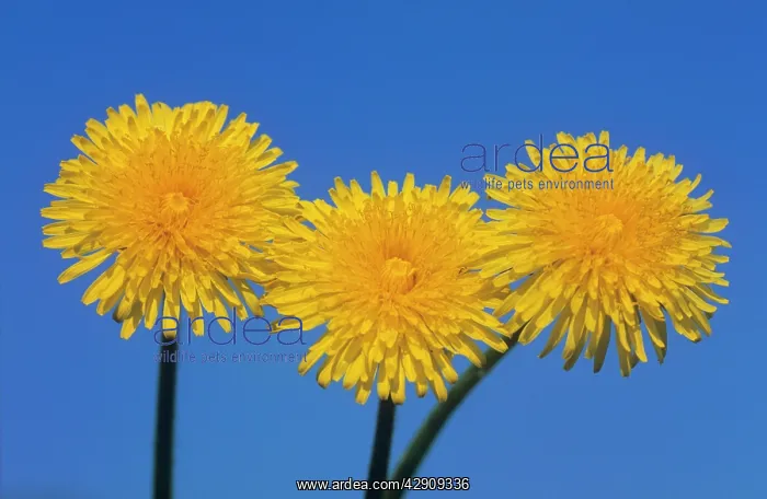 : DANDELION - X3 heads : DANDELION - X3 heads