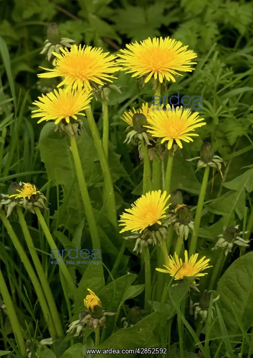 : Dandelions : Dandelions