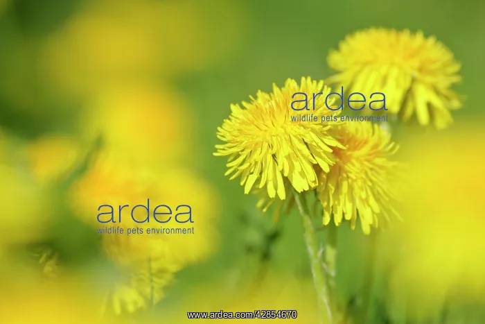 : Dandelions - in full bloom on a meadow in spring : Dandelions - in full bloom on a meadow in spring