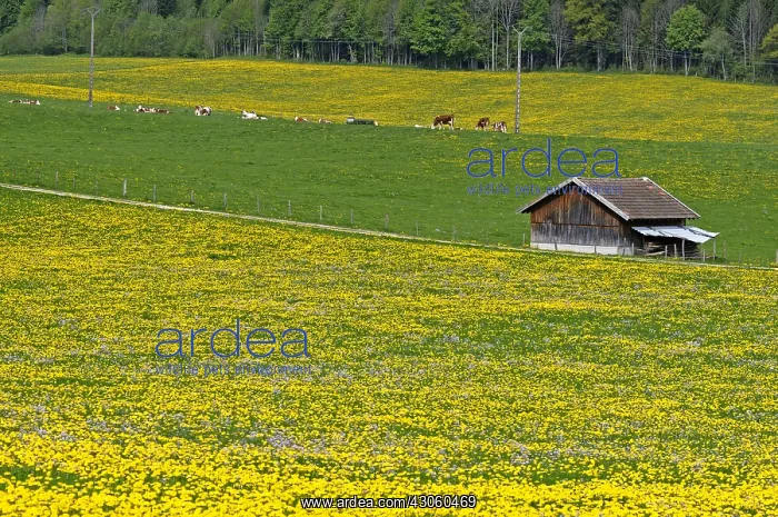 : Dandelions blooming in a meadow and shelter for livestock : Dandelions blooming in a meadow and shelter for livestock